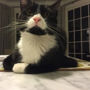 Meet your Posher, Alison